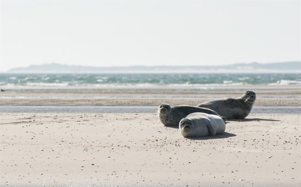 waddeneiland arrangement boeken westcord strandhotel seeduyn vlieland