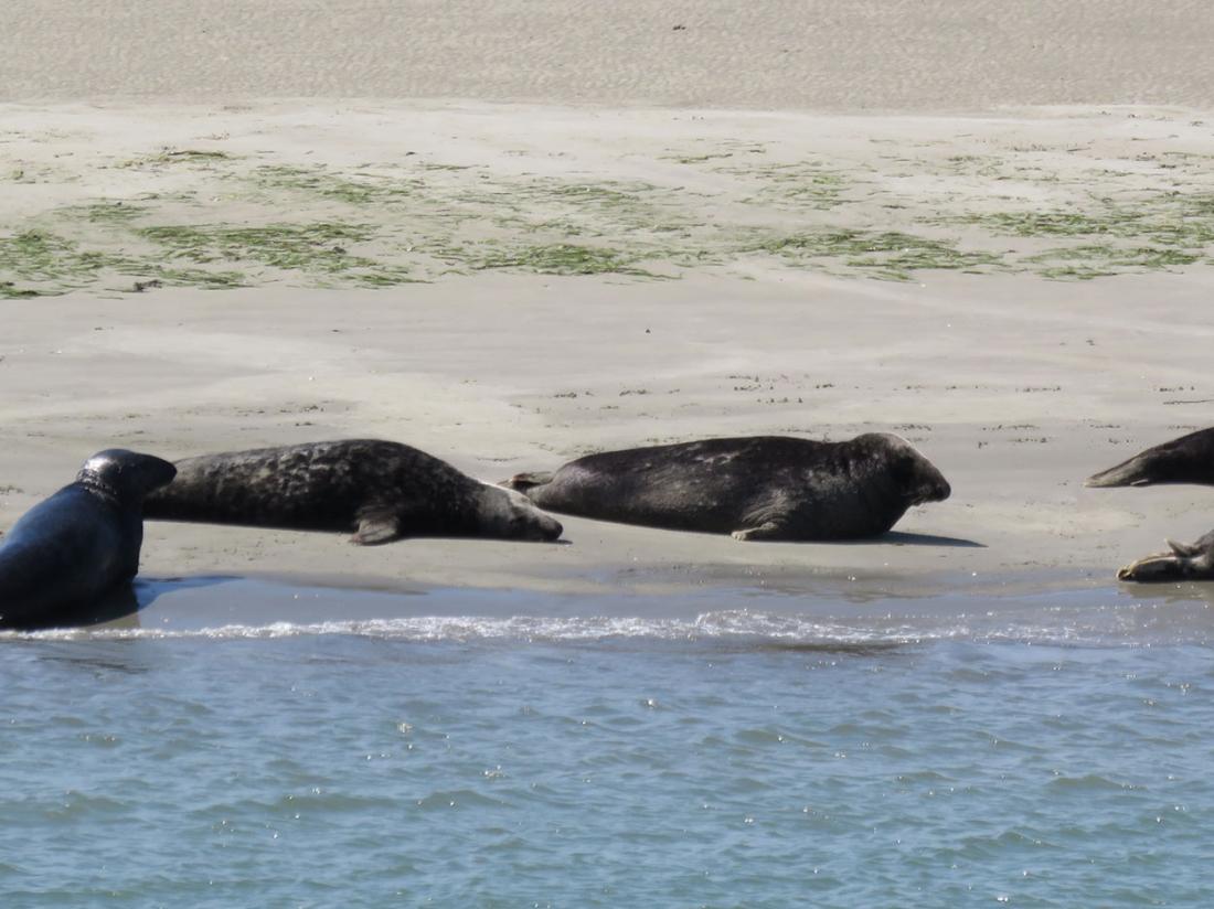 Strand Zeehonden Safari