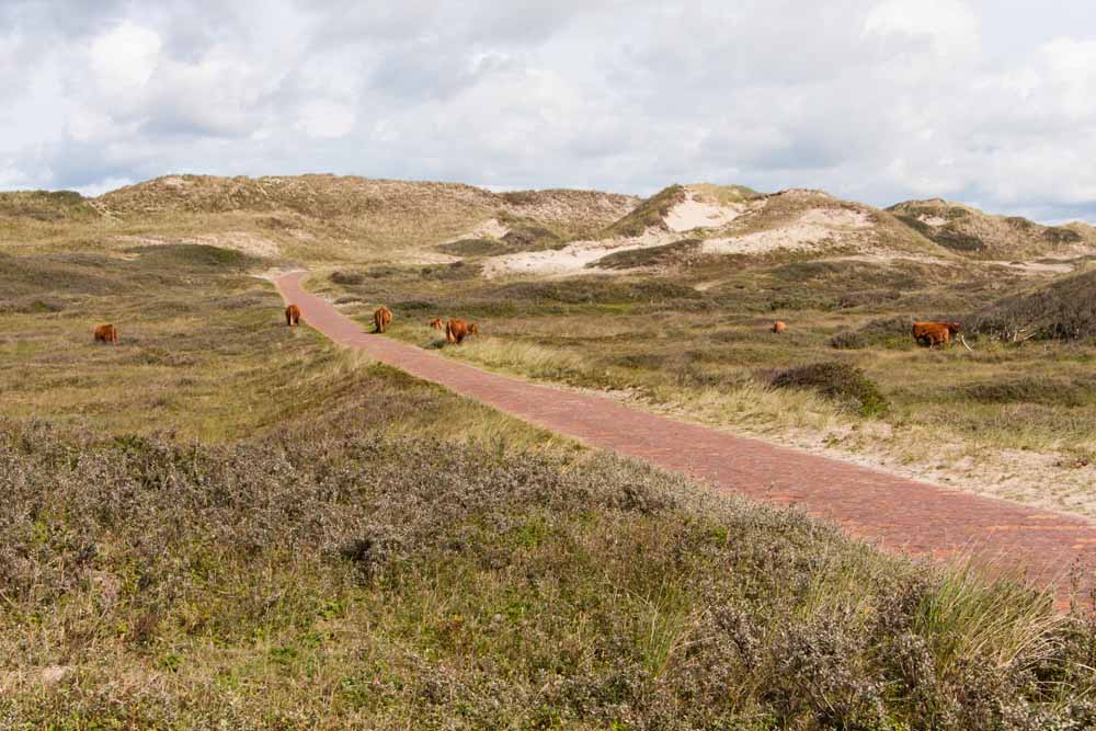 georganiseerde fiets vakantie noord holland  bergen aan zee