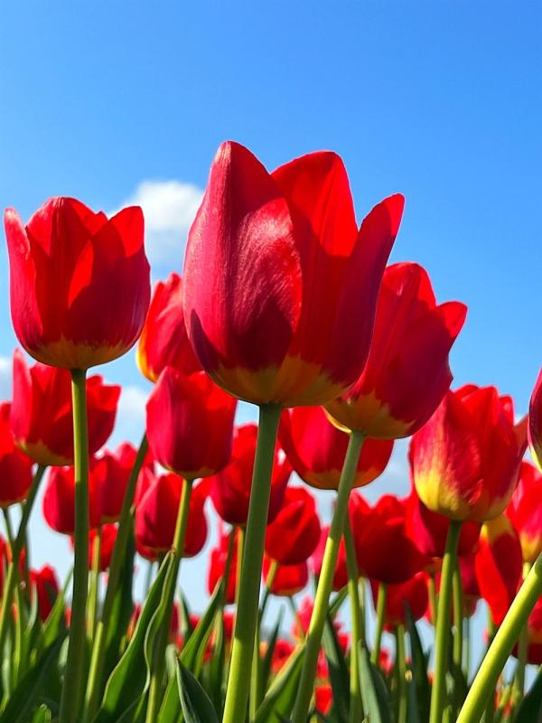 hotel prijsdeal am lindenhof bunde gmbh duitsland bunde