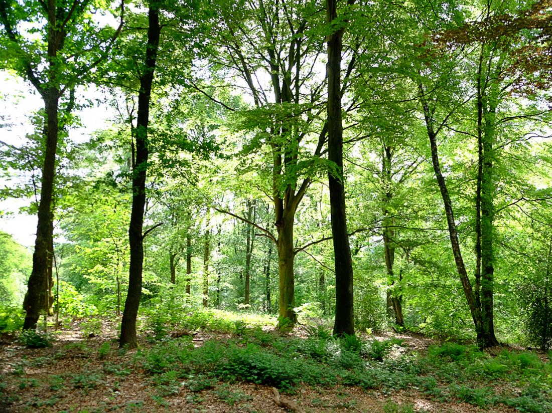 Landgoed Hotel Woodbroke Omgeving Lente