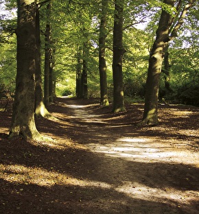 Genieten in de bossen