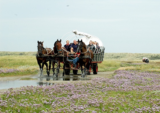 https://www.marrea.nl/upload/heading/hotel-de-walvisvaarder-proef-terschelling-5-daags-2025-560x395.jpg