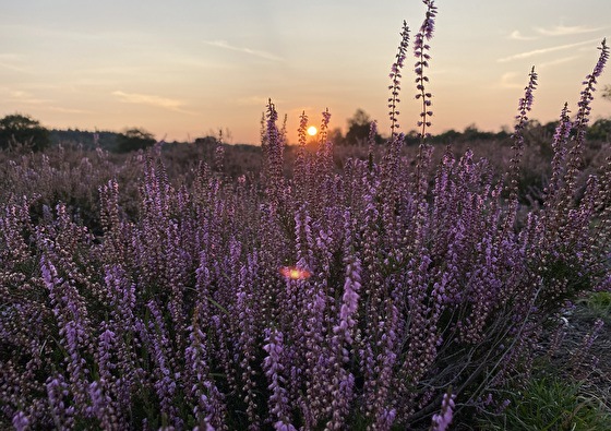 https://www.marrea.nl/upload/heading/vakantiepark-vrijrijck-midweek-terug-naar-de-natuur-2025-560x395.jpg