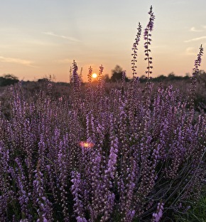 Vakantiepark Vrijrijck | Weekend terug naar de natuur! (2025) 